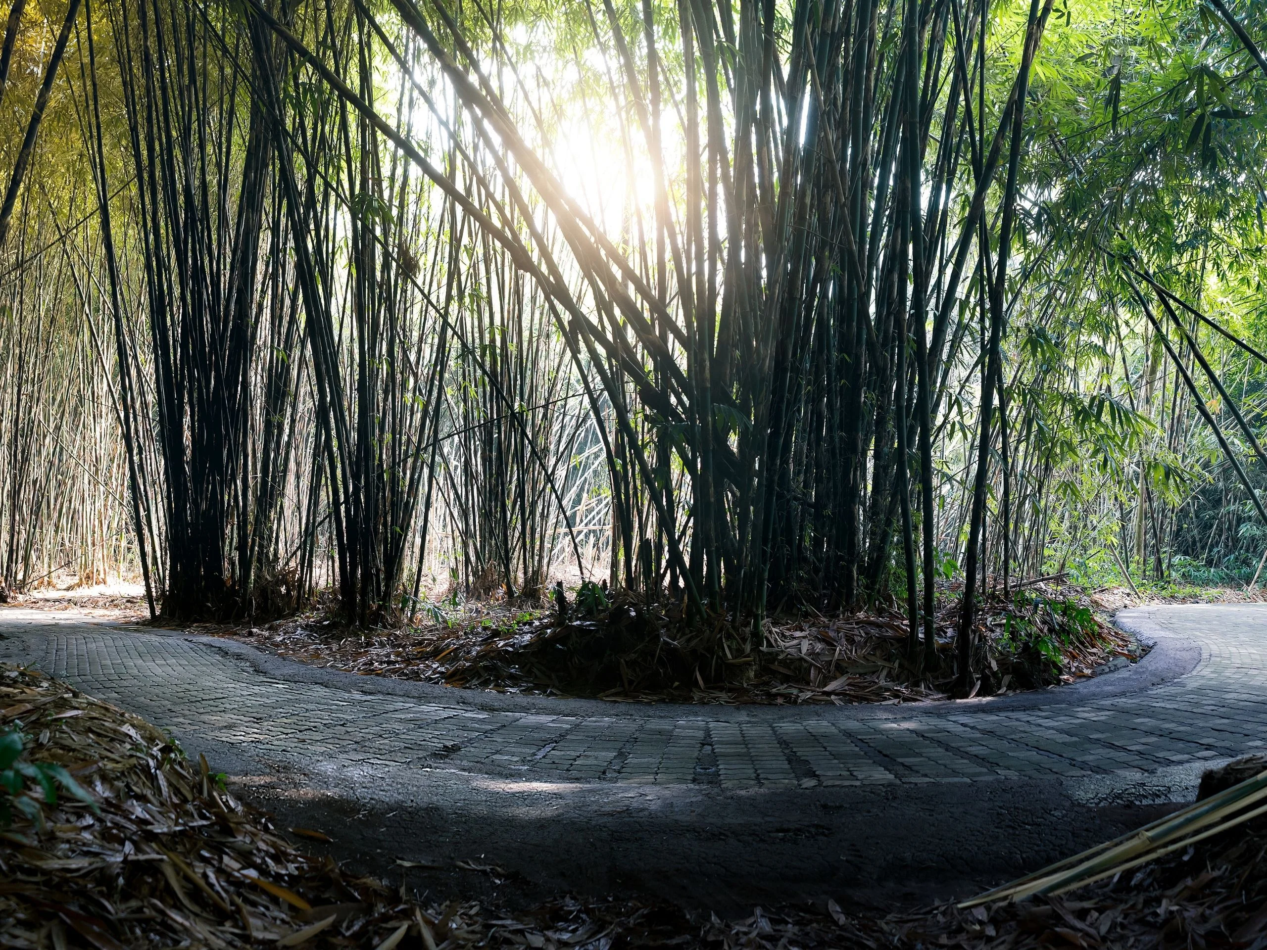 Bosque de bambú de Penglipuran