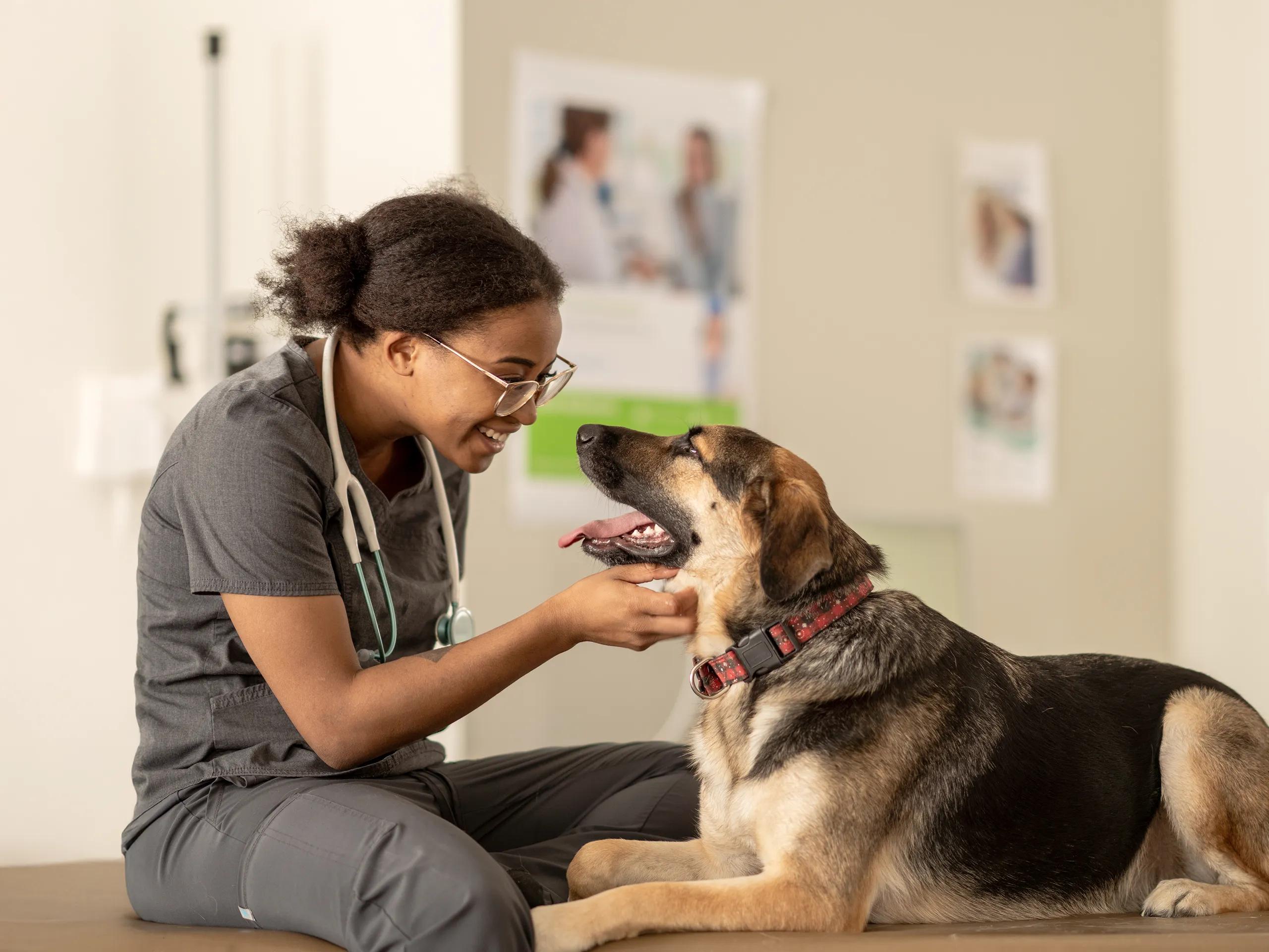 Veterinaria sonríe y examina un perro en una clínica veterinaria