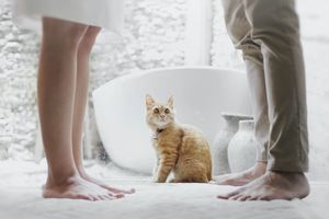 ¿Qué hago con mi mascota ante un divorcio o separación?