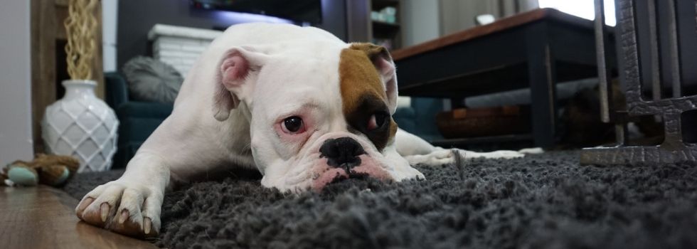 ¿Es legal prohibir tener mascotas en un edificio?