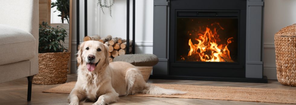 Perro sentado en el suelo de un apartamento con la chimenea encendida detrás