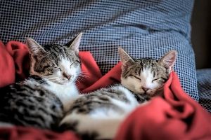Mascotas: qué responsabilidades legales tengo