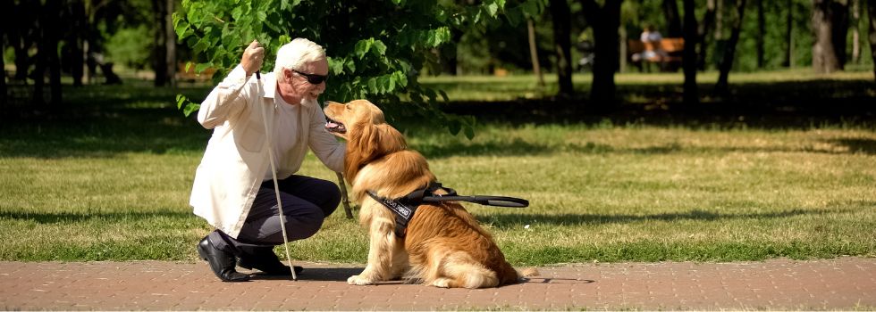 Animales de asistencia: tipos y quién lo puede solicitar