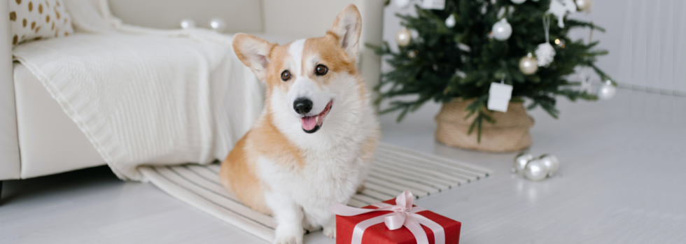 Qué considerar antes de regalar mascotas en Navidad