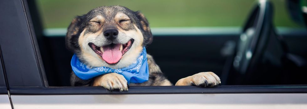¿Qué puedo hacer si veo un animal encerrado en un coche?