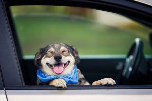 Perrito simpático sacando la cabeza por la ventanilla de un coche
