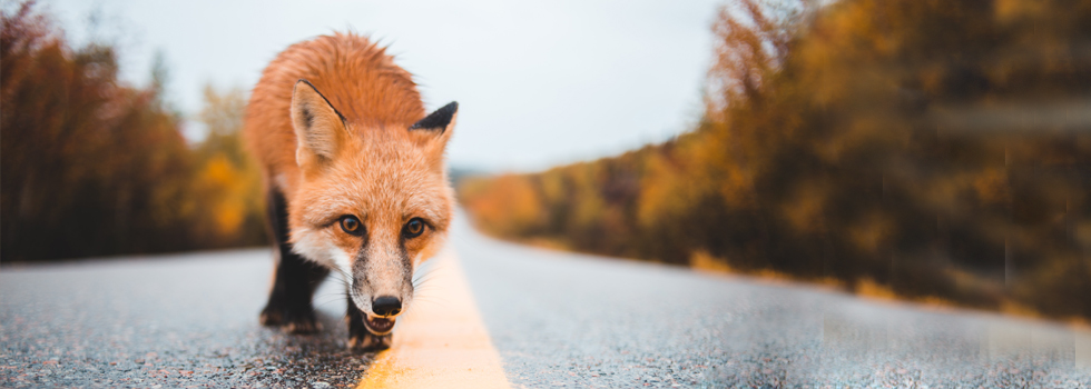 ARAG La responsabilidad en el atropello de animales