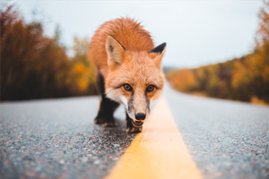 La Responsabilidad en el atropello de animales