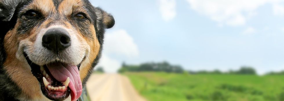 Cómo viajar con tu mascota en coche