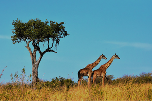 Arag-teaser-Africa.png Arag-teaser-Africa.png