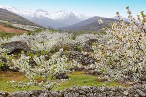 Valle del jerte