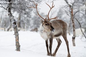 Recomendaciones para viajar a Laponia en Navidad Recomendaciones para viajar a Laponia en Navidad