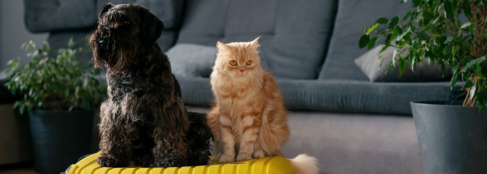 Perro y gato en el salón de una casa, sentados encima de una maleta amarilla